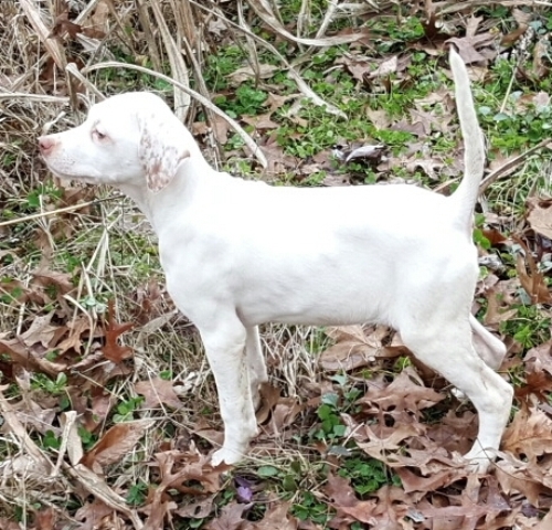 Wiggins River english pointers - pups for sale